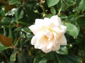 Flor da Kangra, Dharmsala, India 2013