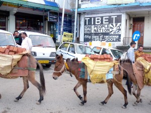 Tibet 50, Dharmsala, India 2013
